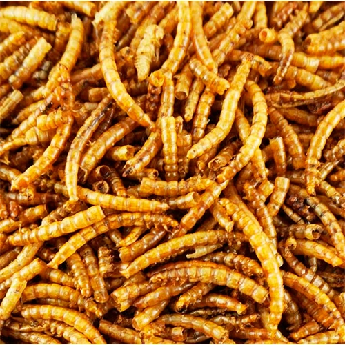 alimentacion natural para perros y gatos 15