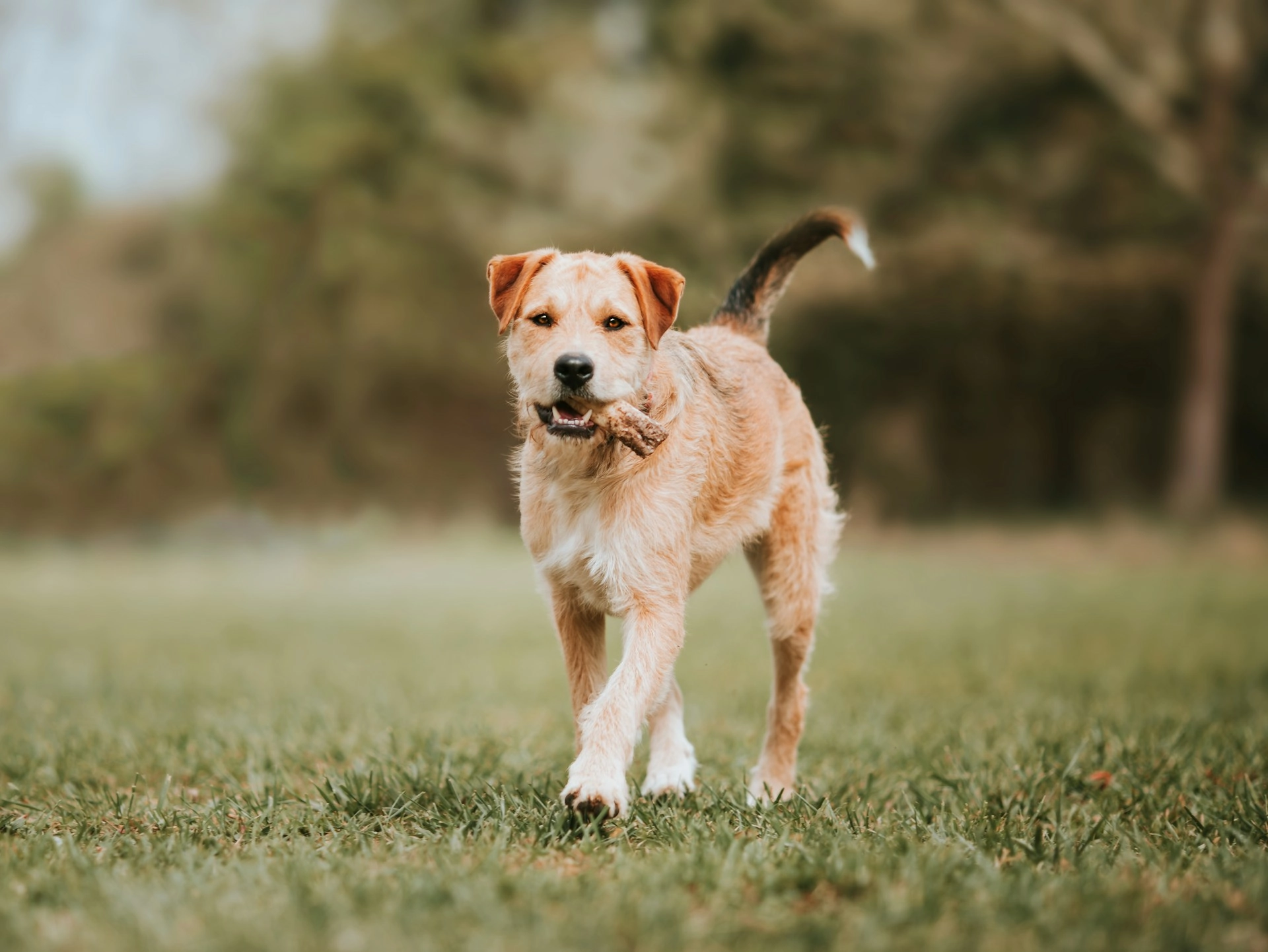 alimentacion natural para perros y gatos 21
