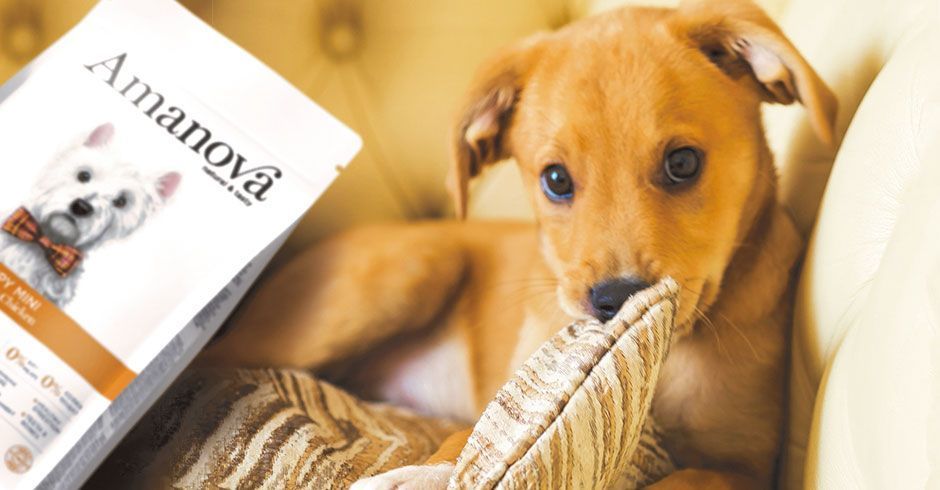 alimentacion natural para perros y gatos 15