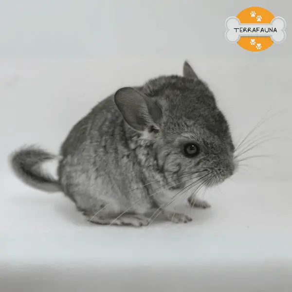 anyconvcom  chinchilla domestica 1