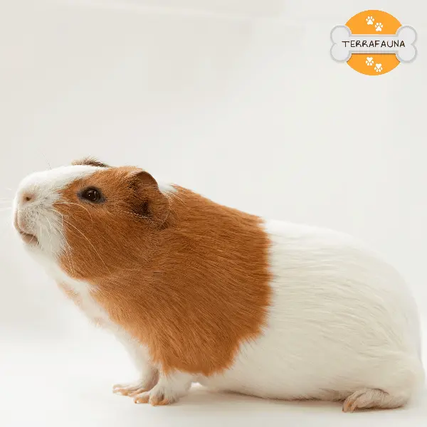 anyconvcom  cobaya de pelo corto