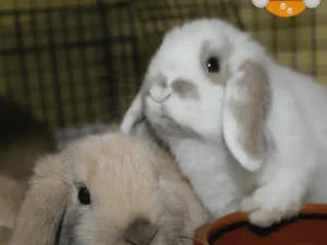 Conejos
