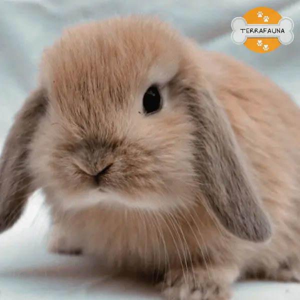 anyconvcom  conejo mini lop