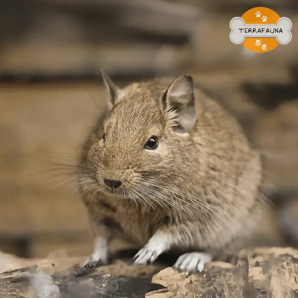 anyconvcom  degu aguti