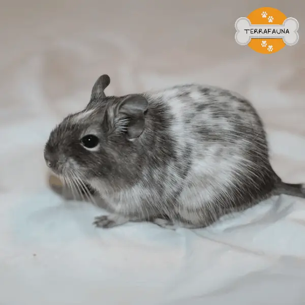 anyconvcom  degu bicolor