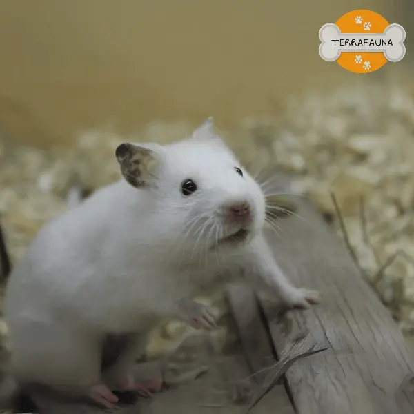 anyconvcom  hamster ruso