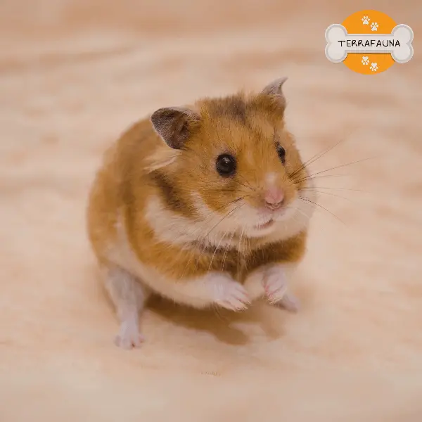 anyconvcom  hamster sirio