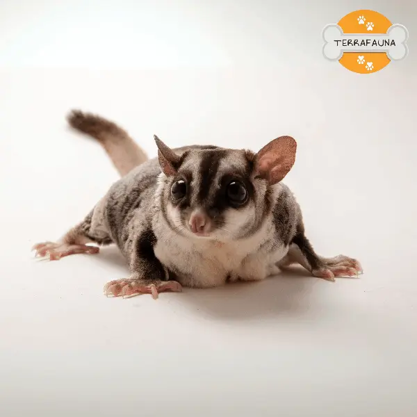 anyconvcom  petauro del azucar