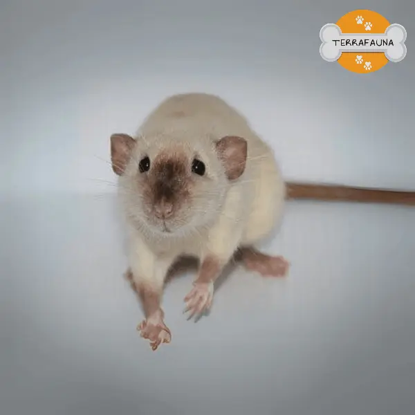 anyconvcom  rata siamesa dumbo