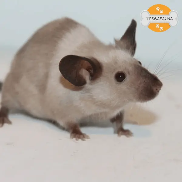 anyconvcom  raton siames