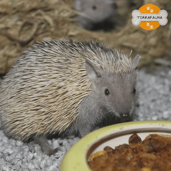 anyconvcom  tenrec menor 1