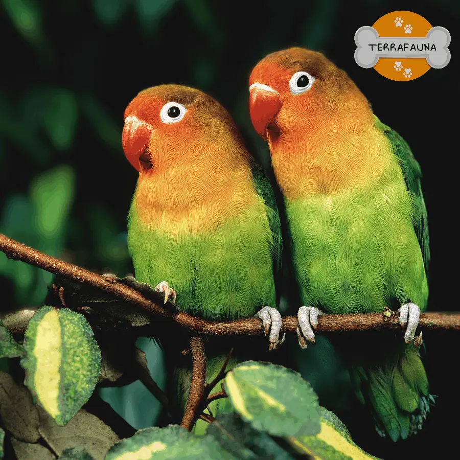 aves exoticas y domesticas 6