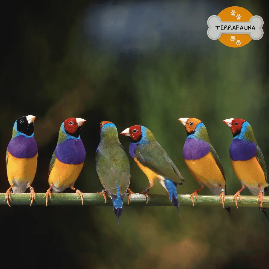 aves exoticas y domesticas 7