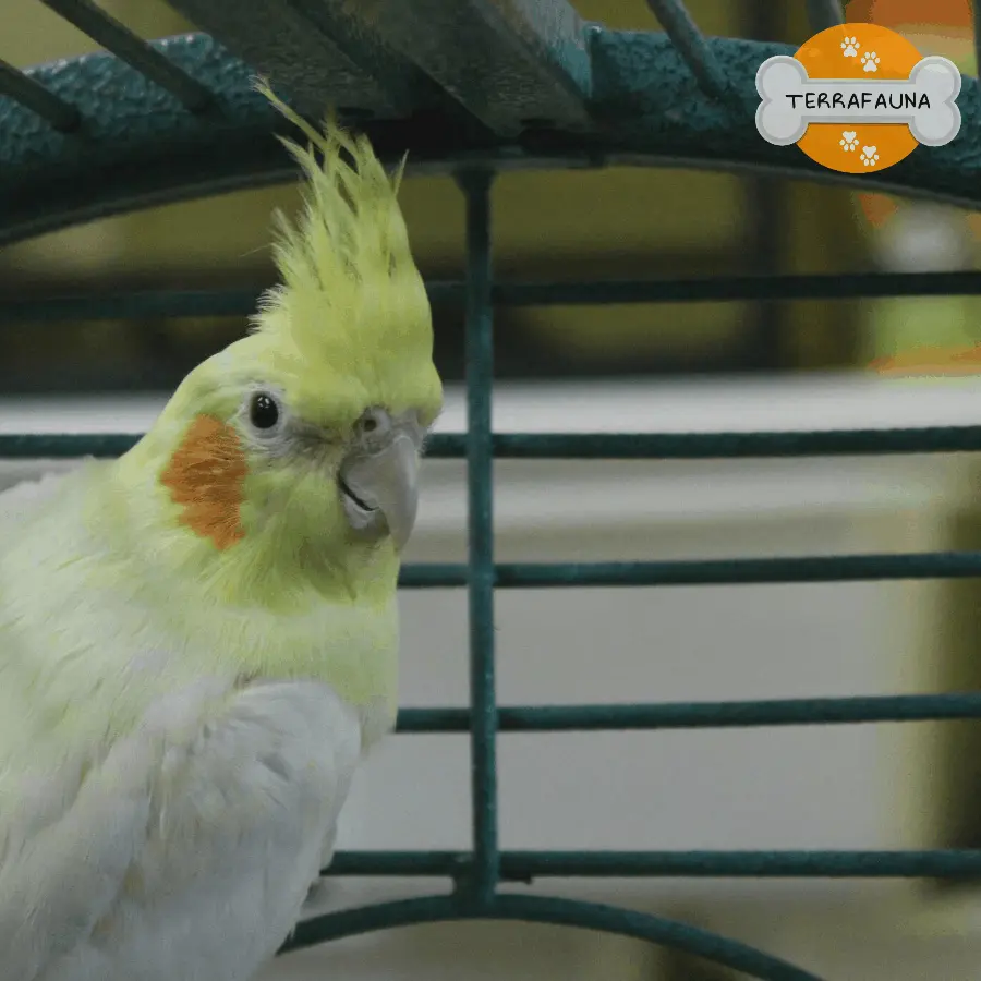 aves exoticas y domesticas 9