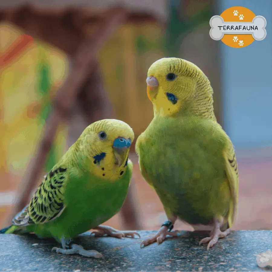 aves exoticas y domesticas
