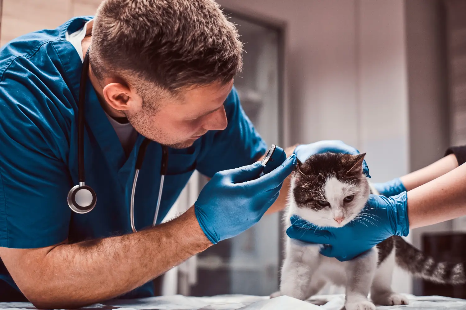 consultorio veterinario en terrassa