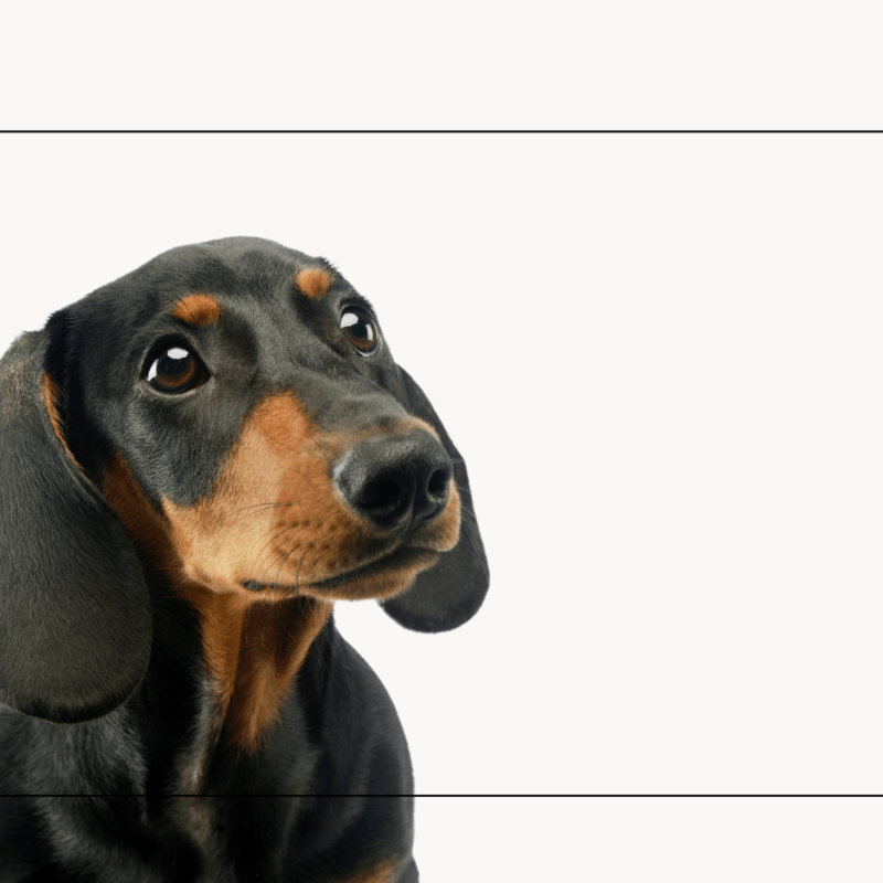 de zoo rosi a terrafauna tienda de animales fisica y online con historia