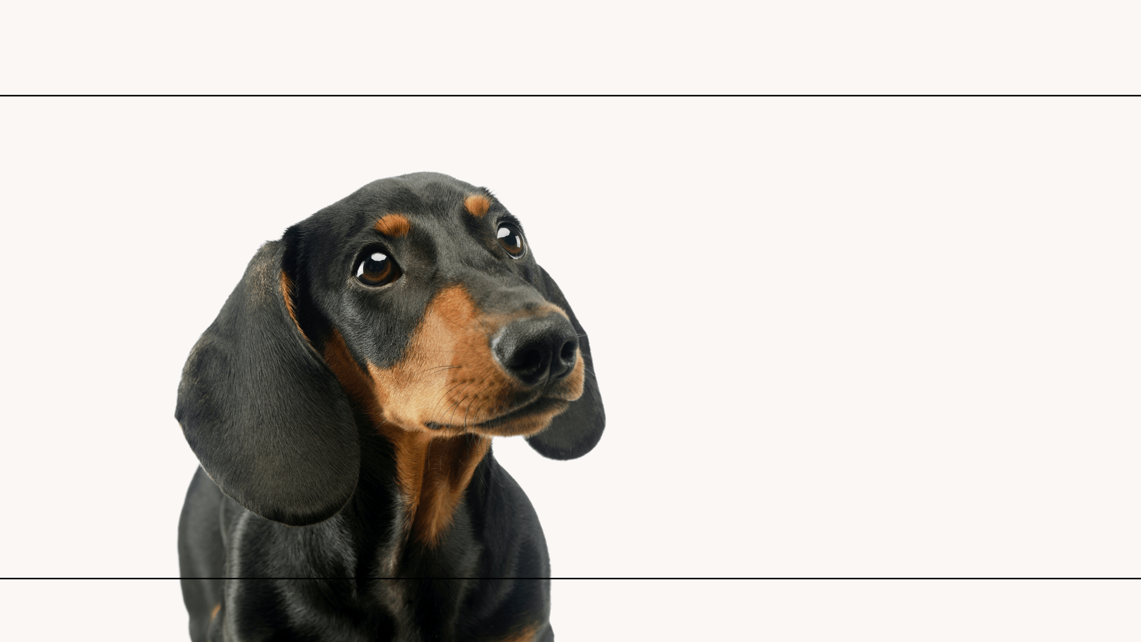 De Zoo Rosi a Terrafauna: Tienda de Animales Física y Online con Historia