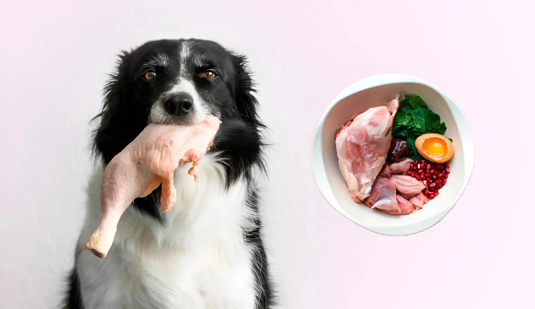 dieta barf para perros y gatos