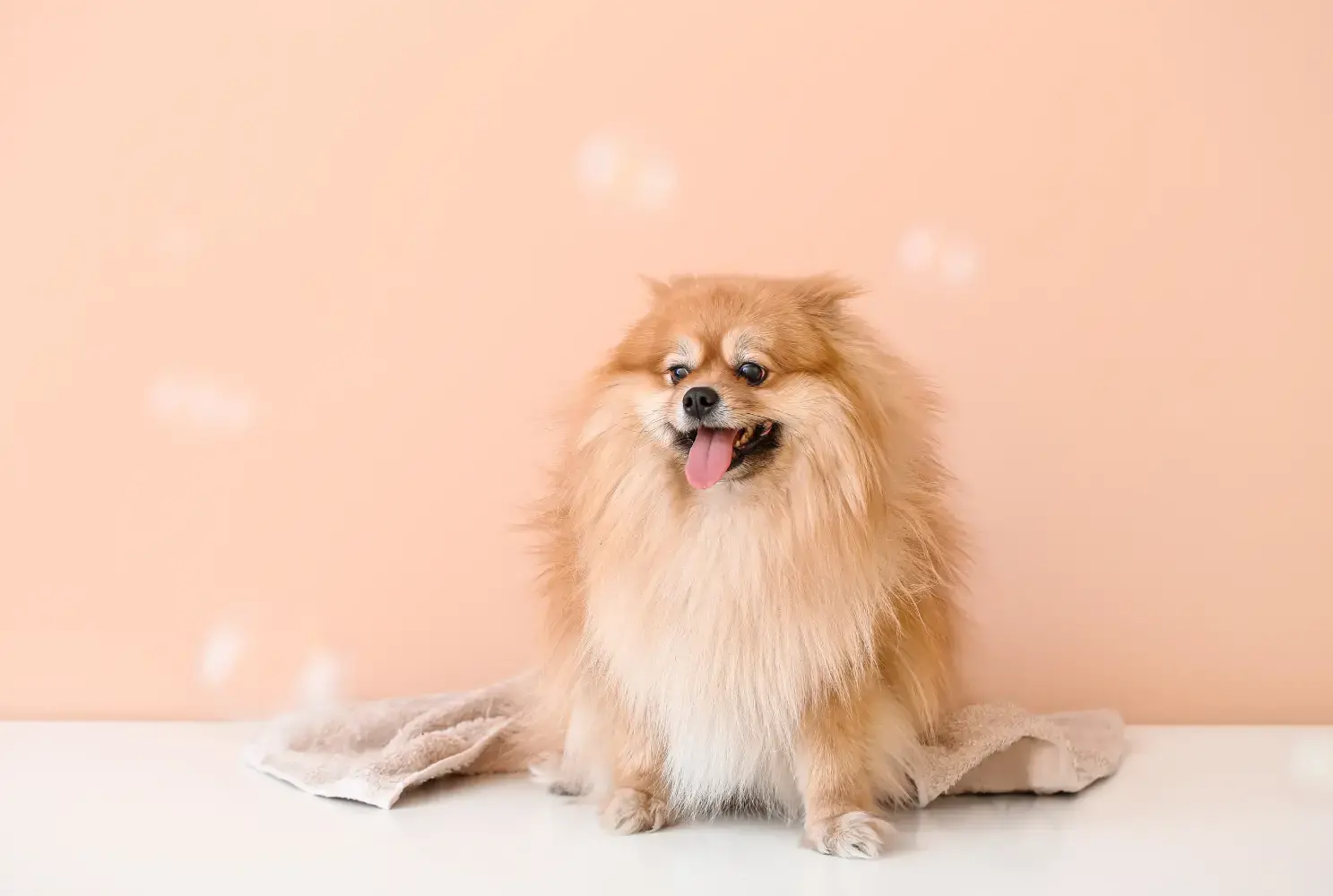 peluqueria canina y felina en terrassa 3