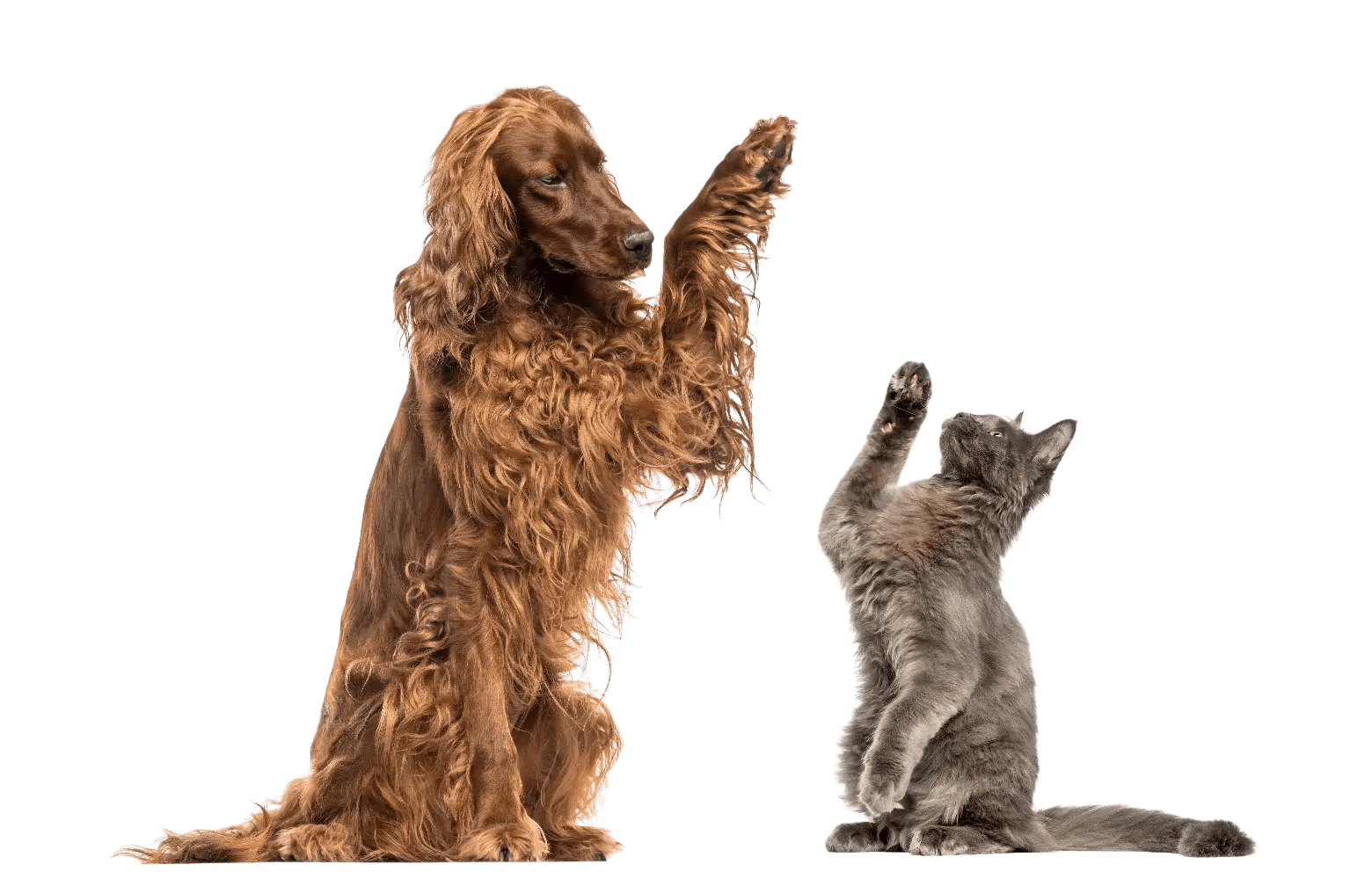 tienda de animales en terrassa desde 1972