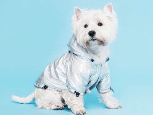 Ropa: abrigos, sudaderas, impermeables y buff