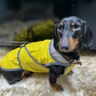 impermeable color para perros arppe
