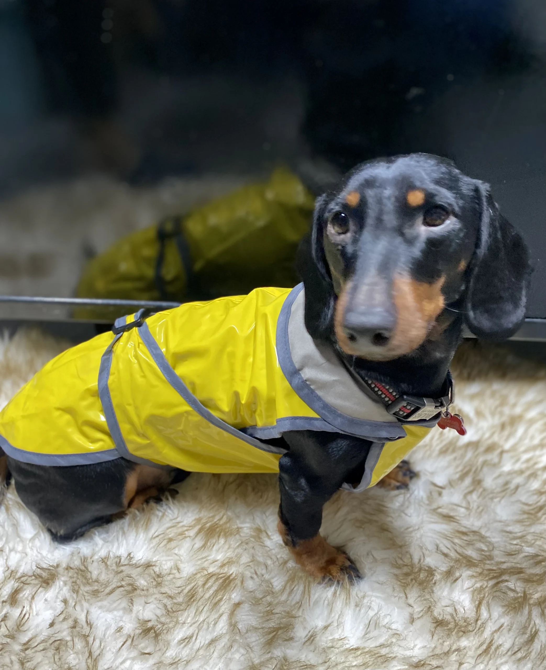 impermeable color para perros arppe impermeable color para perros arppe