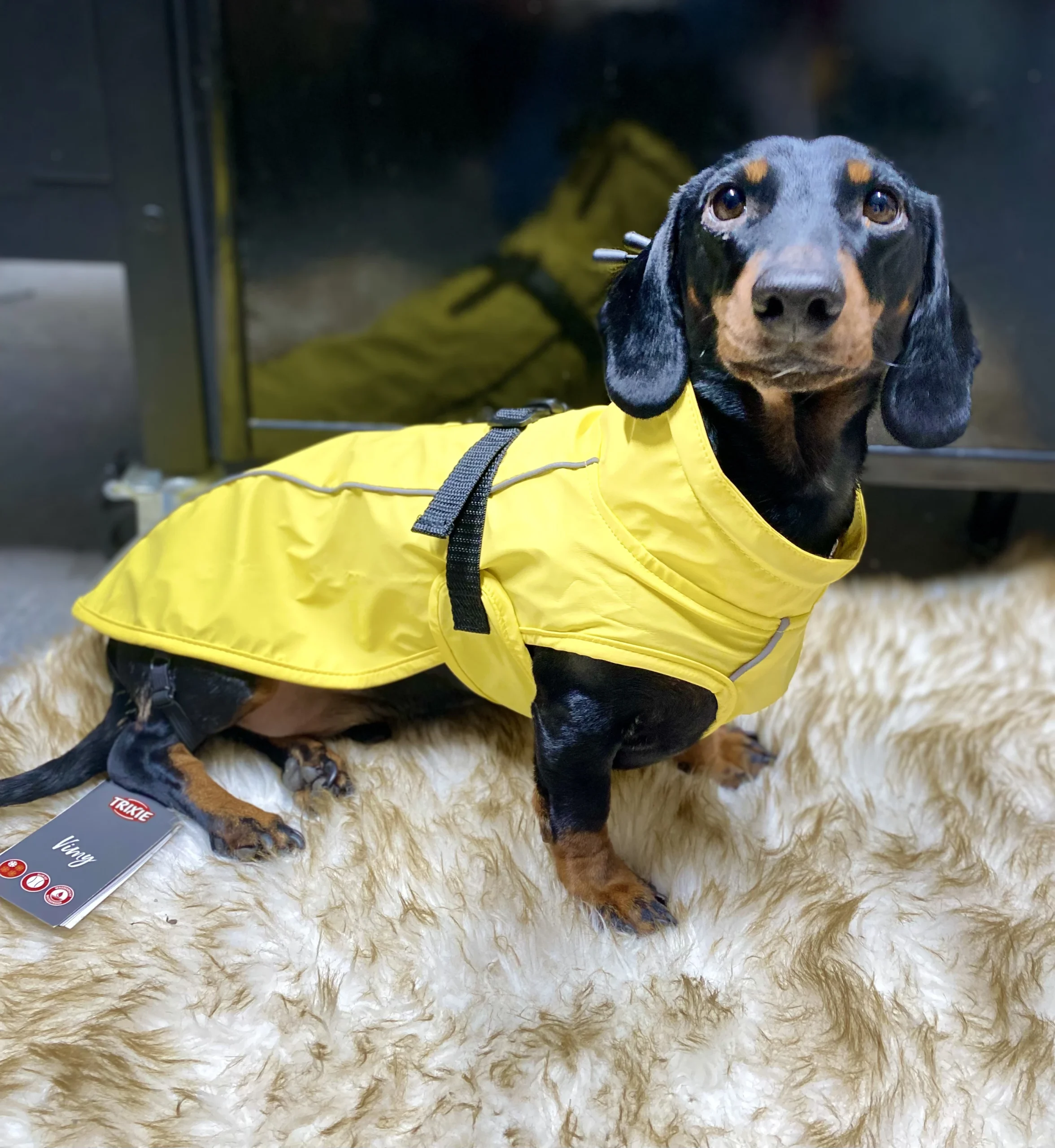 impermeable y paraviento vimy para perros trixie talla 80 amarillo