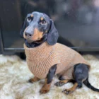 jersey sander para perros arppe 2