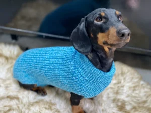 jersey sander para perros arppe