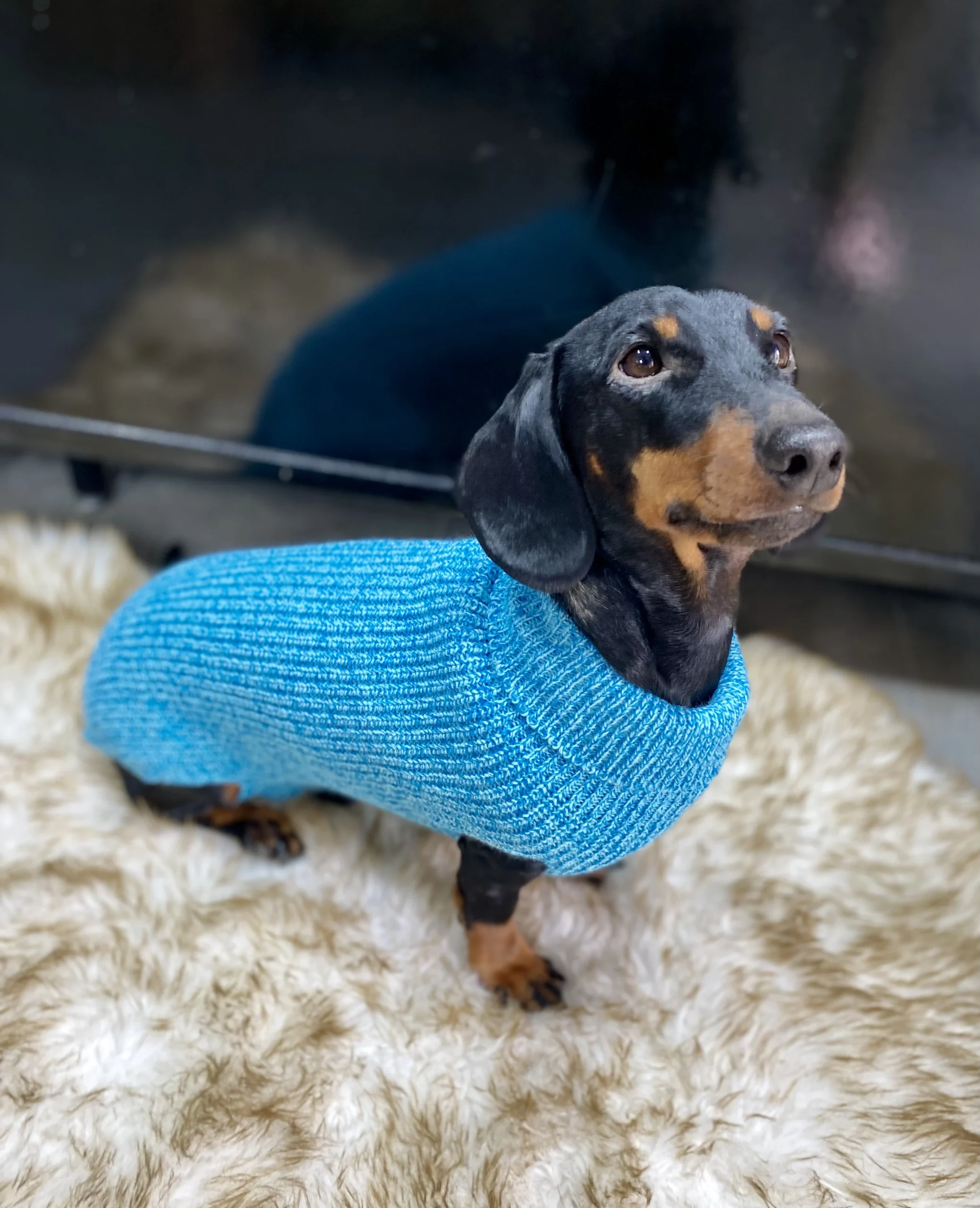 jersey sander para perros arppe jersey sander para perros arppe