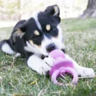 juguete binkie puppy para cachorros kong 3