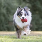 juguete classic para perros kong