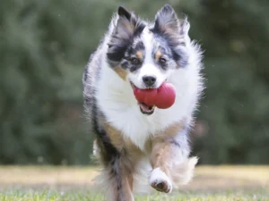 juguete classic para perros kong