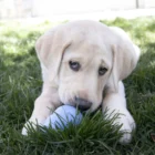 juguete classic puppy para cachorros kong 2