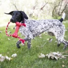 juguete goodie bone con cuerda para perros kong 3