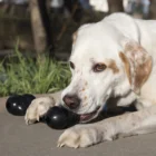 juguete goodie bone extreme para perros kong 2