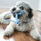 juguete puppy goodie bone con cuerda kong 4