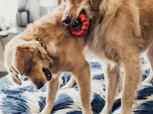 juguete ring para perros kong