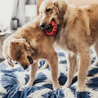 juguete ring para perros kong