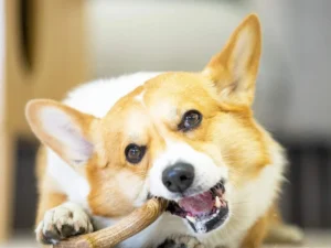 Mordedor Asta de Madera para Perros - GiGwi