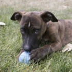 pelota puppy ball para cachorros kong 3