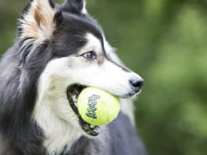 Pelota SqueakAir para Perros - KONG