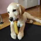 queso de yak del himalaya para perros coolpets 3