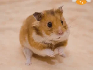 Hámsters