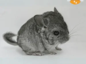 Chinchillas y Degús