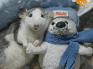 Ratas y Ratones