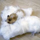 algodon especial para hamsters y aves trixie
