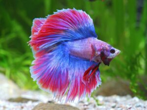 Peces